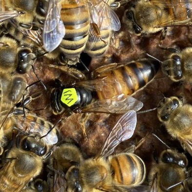Vendita Api regine Buckfast feconda - Api Regine vendita Ligustiche e Buckfast - Apicoltura Queen keepers - Allevamento api regine