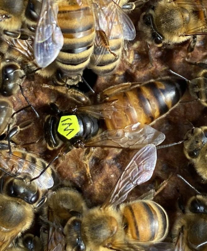 Vendita Api regine Buckfast feconda - Api Regine vendita Ligustiche e Buckfast - Apicoltura Queen keepers - Allevamento api regine