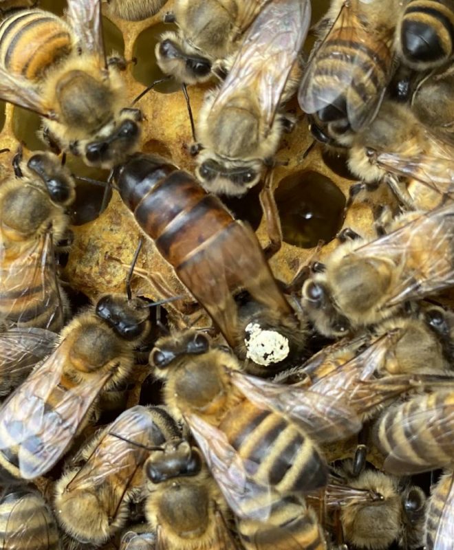 Vendita Ape regine Buckfast feconda 2 - Api Regine vendita Ligustiche e Buckfast - Apicoltura Queen keepers - Allevamento api regine