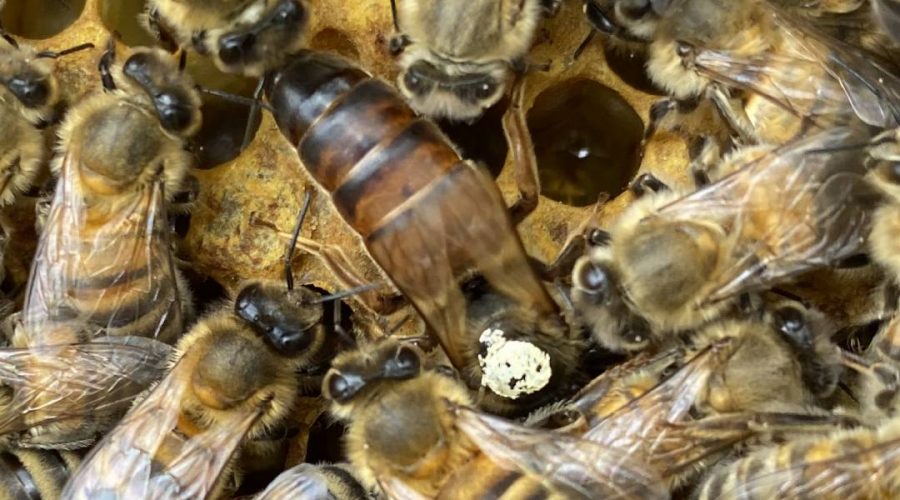 Vendita Ape regine Buckfast feconda 2 - Api Regine vendita Ligustiche e Buckfast - Apicoltura Queen keepers - Allevamento api regine