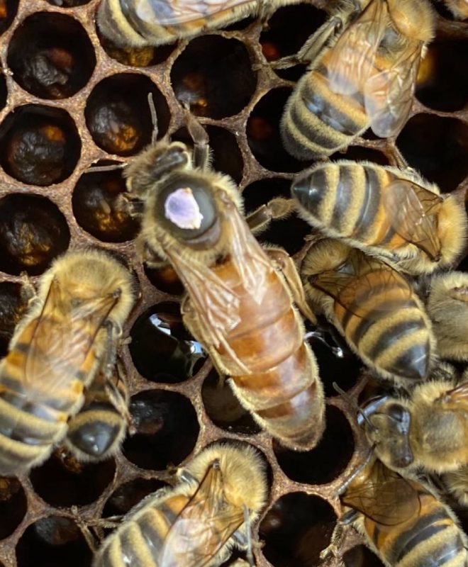 Vendita Api regine Ligustica feconda - Api Regine vendita Ligustiche e Buckfast - Apicoltura Queen keepers - Allevamento api regine