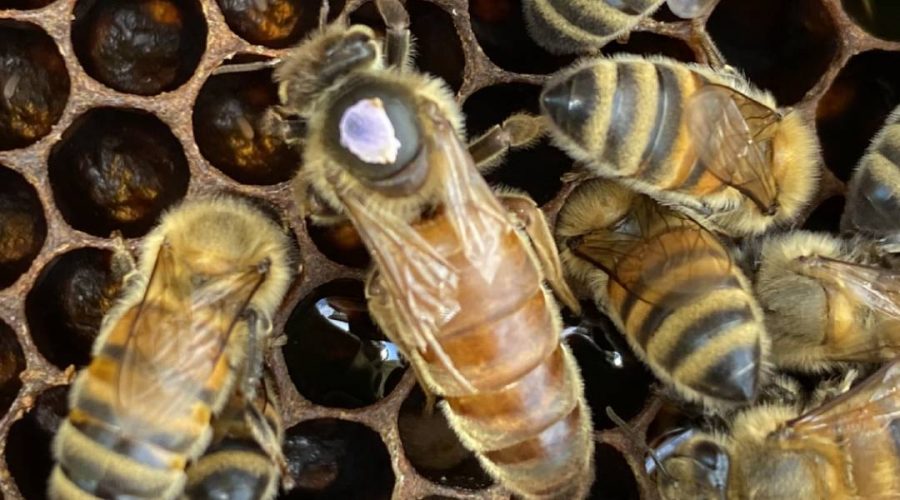 Vendita Api regine Ligustica feconda - Api Regine vendita Ligustiche e Buckfast - Apicoltura Queen keepers - Allevamento api regine