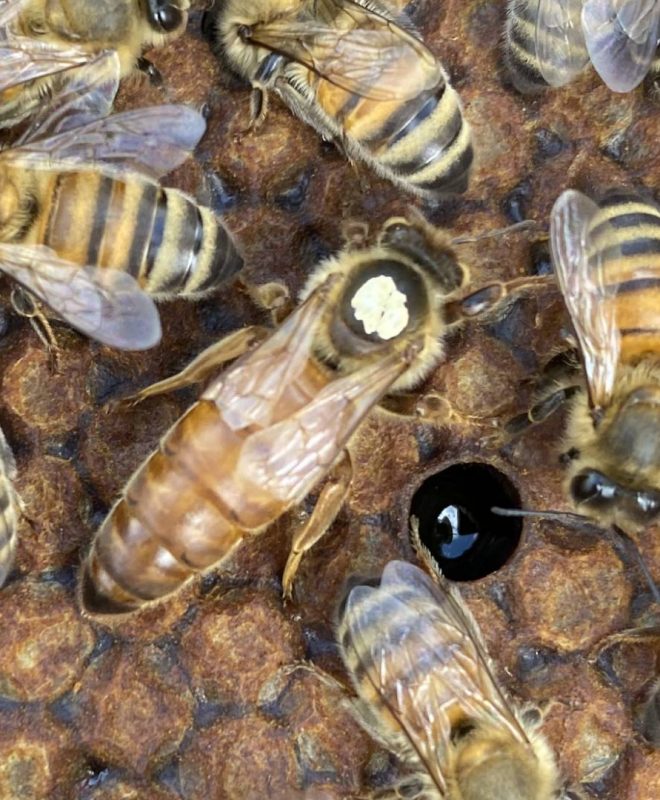 Vendita Api regine Ligustica feconda 2- Api Regine vendita Ligustiche e Buckfast - Apicoltura Queen keepers - Allevamento api regine