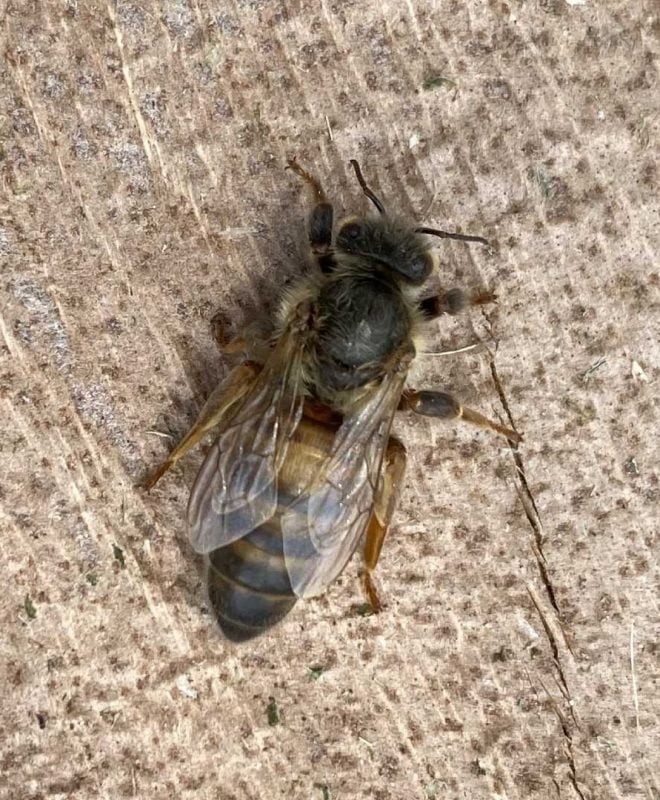 Vendita Ape Regina Buckfast vergine - Api Regine vendita Ligustiche e Buckfast - Apicoltura Queen keepers - Allevamento api regine