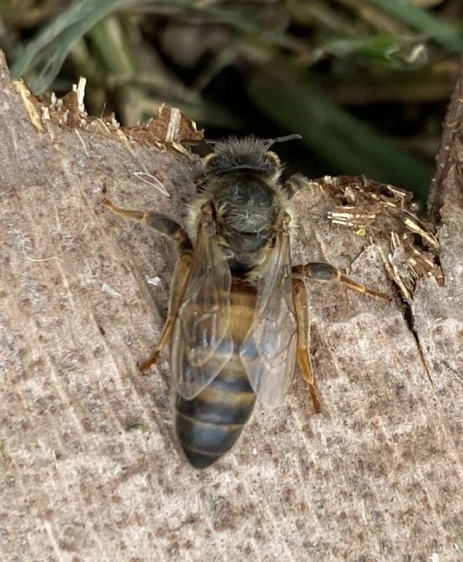 Vendita Ape Regina Buckfast vergine 2 - Api Regine vendita Ligustiche e Buckfast - Apicoltura Queen keepers - Allevamento api regine