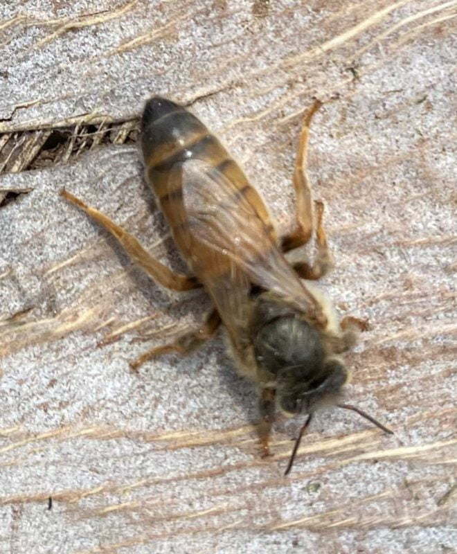 Vendita Ape Regina ergine 2- Api Regine vendita Ligustiche e Buckfast - Apicoltura Queen keepers - Allevamento api regine