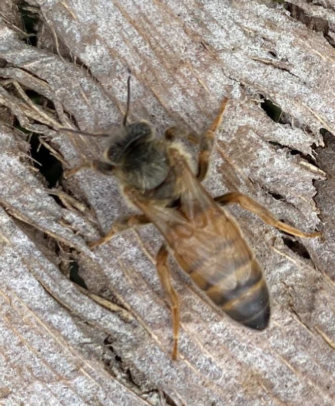 Vendita Ape Regina ligustica vergine - Api Regine vendita Ligustiche e Buckfast - Apicoltura Queen keepers - Allevamento api regine