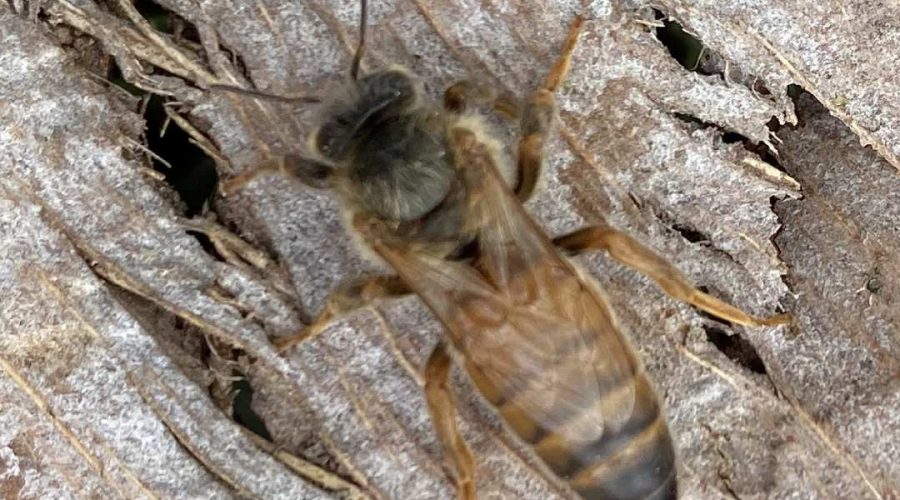 Vendita Ape Regina ligustica vergine - Api Regine vendita Ligustiche e Buckfast - Apicoltura Queen keepers - Allevamento api regine