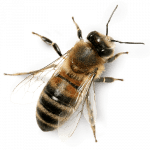 Api regine fecondazione artificiale - Api Regine vendita Ligustiche e Buckfast - Apicoltura Queen keepers - Allevamento api regine