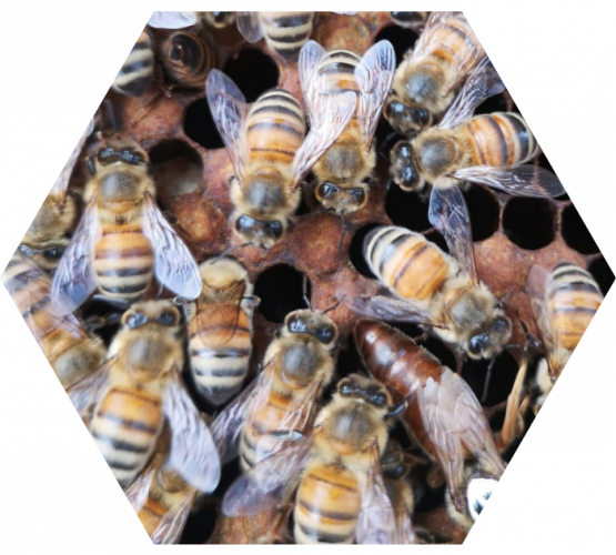 Vendita Api Regine Apicoltura Queen Keepers - passione per le api Api Regine vendita Ligustiche e Buckfast - Allevamento api regine hex