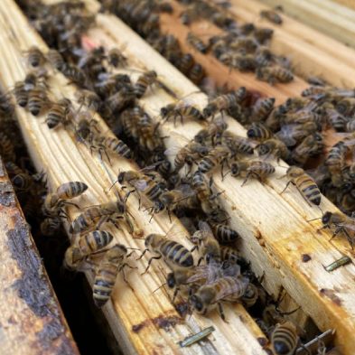 vendita api regine ligustiche e buckfast - allevamento queen keepers