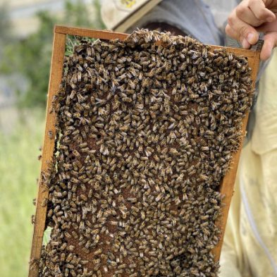 vendita api regine ligustiche e buckfast - allevamento queeen keepers - selezionate per carattere